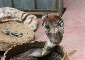 Απίστευτο περιστατικό στην Αθήνα: 25χρονος χαροπαλεύει μετά από δάγκωμα κόμπρας -Είχε στο σπίτι του 17 φίδια