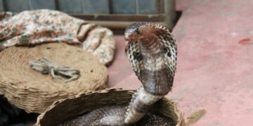 Απίστευτο περιστατικό στην Αθήνα: 25χρονος χαροπαλεύει μετά από δάγκωμα κόμπρας -Είχε στο σπίτι του 17 φίδια