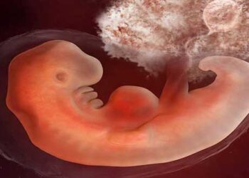 Περί δικαιώματος εκτρώσεων το ανάγνωσμα – Γράφει ο Κωνσταντίνος Κόττης