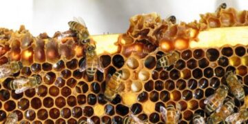 21.000 ευρώ για Έρευνα Πιστοποίησης του Καστοριανού Μελιού ως προϊόν Προστατευόμενης Γεωγραφικής Ένδειξης (Π.Γ.Ε) από την Π.Ε. Καστοριάς