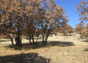 Αποσύρεται η KIEFER από το δάσος της Μεσσιανής- Νέες άδειες στο Ροδίτη- Τι ειπώθηκε από τον Δ/ντη Περιβάλλοντος και τον Γιώργο Αμανατίδη