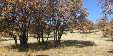 Αποσύρεται η KIEFER από το δάσος της Μεσσιανής- Νέες άδειες στο Ροδίτη- Τι ειπώθηκε από τον Δ/ντη Περιβάλλοντος και τον Γιώργο Αμανατίδη