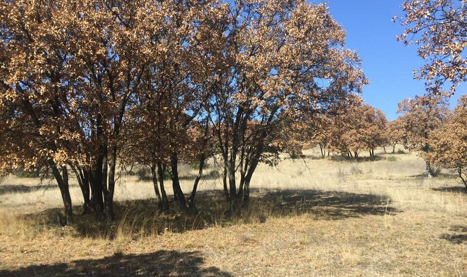 Αποσύρεται η KIEFER από το δάσος της Μεσσιανής- Νέες άδειες στο Ροδίτη- Τι ειπώθηκε από τον Δ/ντη Περιβάλλοντος και τον Γιώργο Αμανατίδη