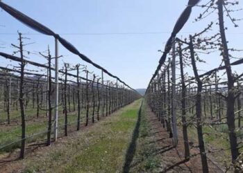 Προβλήματα σε καλλιέργειες σε χωριά της Εορδαίας από τη «Μήδεια» –	Τι λένε οι πρόεδροι των Πύργων και του Μεσοβούνου