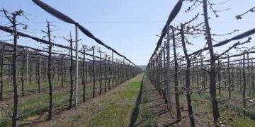 Προβλήματα σε καλλιέργειες σε χωριά της Εορδαίας από τη «Μήδεια» –	Τι λένε οι πρόεδροι των Πύργων και του Μεσοβούνου