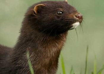 Πού μπορείτε να απευθυνθείτε σε περίπτωση που εντοπίσετε εισβλητικά ξενικά είδη (μινκ, μυοκάστορα και  βίδρα) στην περιοχή σας