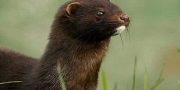 Πού μπορείτε να απευθυνθείτε σε περίπτωση που εντοπίσετε εισβλητικά ξενικά είδη (μινκ, μυοκάστορα και  βίδρα) στην περιοχή σας