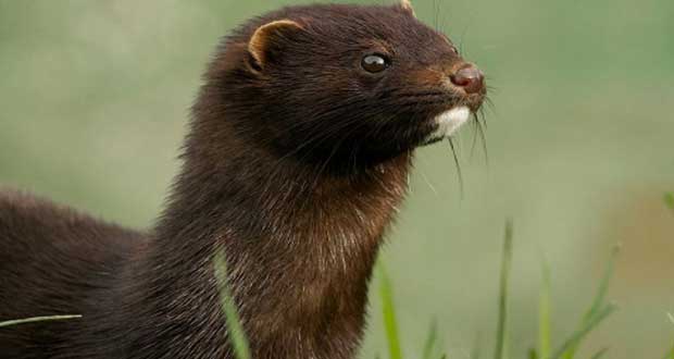 Πού μπορείτε να απευθυνθείτε σε περίπτωση που εντοπίσετε εισβλητικά ξενικά είδη (μινκ, μυοκάστορα και  βίδρα) στην περιοχή σας