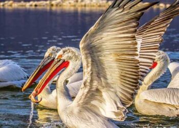 Νεκροί Πελεκάνοι στη Λίμνη της Καστοριάς. Θετικοί στον ιό της γρίπης των πτηνών