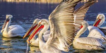 Νεκροί Πελεκάνοι στη Λίμνη της Καστοριάς. Θετικοί στον ιό της γρίπης των πτηνών