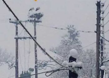 Φωτογραφίες αναγνωστών από πελαργούς στην Πτολεμαΐδα: Το ζευγάρι πελαργών μέσα στον χιονιά!