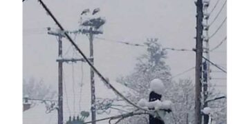 Φωτογραφίες αναγνωστών από πελαργούς στην Πτολεμαΐδα: Το ζευγάρι πελαργών μέσα στον χιονιά!