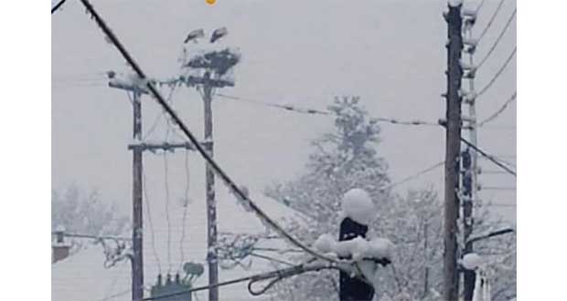 Φωτογραφίες αναγνωστών από πελαργούς στην Πτολεμαΐδα: Το ζευγάρι πελαργών μέσα στον χιονιά!