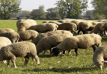 Δωρεάν διάθεση εμβολίων καταρροϊκού πυρετού σε κτηνοτρόφους της ΠΕ Φλώρινας