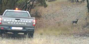 Ο Κυνηγετικός Σύλλογος Κοζάνης ενημερώνει τα μέλη του σχετικά με την περίοδο θήρας του αγριόχοιρου