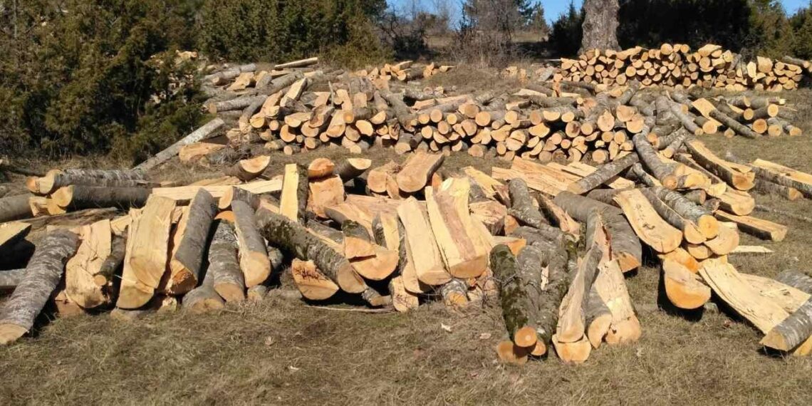 Συνελήφθη 25χρονος σε δασική περιοχή της Καστοριάς για παράνομη υλοτόμηση ξυλείας