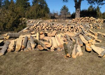 Συνελήφθη 25χρονος σε δασική περιοχή της Καστοριάς για παράνομη υλοτόμηση ξυλείας