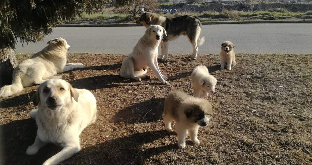 Κυνηγετικός Σύλλογος Κοζάνης: “Η νέα γενιά αδέσποτων για το 2021! -άλλη μία αγέλη ευημερεί και αυξάνεται σε μέγεθος,υπό την αιγίδα του κράτους και της Τοπικής Αυτοδιοίκησης “