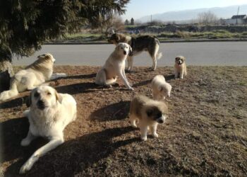 Κυνηγετικός Σύλλογος Κοζάνης: “Η νέα γενιά αδέσποτων για το 2021! -άλλη μία αγέλη ευημερεί και αυξάνεται σε μέγεθος,υπό την αιγίδα του κράτους και της Τοπικής Αυτοδιοίκησης “