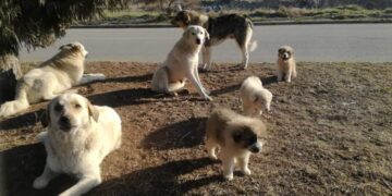 Κυνηγετικός Σύλλογος Κοζάνης: “Η νέα γενιά αδέσποτων για το 2021! -άλλη μία αγέλη ευημερεί και αυξάνεται σε μέγεθος,υπό την αιγίδα του κράτους και της Τοπικής Αυτοδιοίκησης “