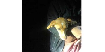 Διάσωση Σκύλου Μέσα από Πηγάδι από  Την Πυροσβεστική Υπηρεσία Πτολεμαΐδας- Το ποστάρισμα του διοικητή Χρήστου Σπυρίδη