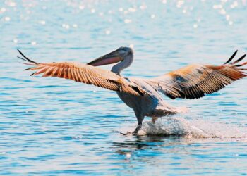 Ανιχνεύτηκε ιός της γρίπης των πτηνών τύπου Α(Η5) σε αργυροπελεκάνο της λίμνης Ορεστίδας