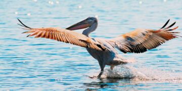 Ανιχνεύτηκε ιός της γρίπης των πτηνών τύπου Α(Η5) σε αργυροπελεκάνο της λίμνης Ορεστίδας