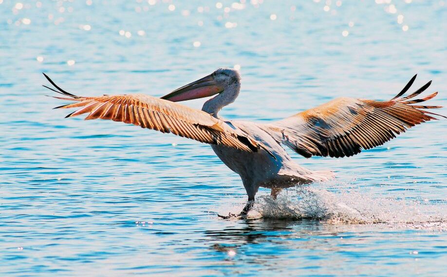 Ανιχνεύτηκε ιός της γρίπης των πτηνών τύπου Α(Η5) σε αργυροπελεκάνο της λίμνης Ορεστίδας