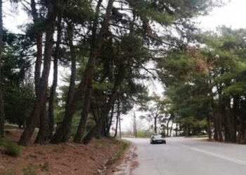 Π.Ε. Κοζάνης: Υλοτομία επικίνδυνων δένδρων στον δρόμο προς Λευκόβρυση