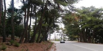 Π.Ε. Κοζάνης: Υλοτομία επικίνδυνων δένδρων στον δρόμο προς Λευκόβρυση