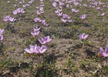 Ο κρόκος χτυπάει την πόρτα της νέας ΚΑΠ- Αγώνας δρόμου για την τεκμηρίωση του υψηλού κόστους παραγωγής