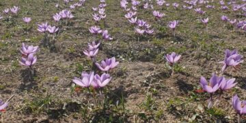 Ο κρόκος χτυπάει την πόρτα της νέας ΚΑΠ- Αγώνας δρόμου για την τεκμηρίωση του υψηλού κόστους παραγωγής