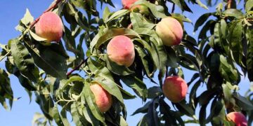 Καταστροφικός παγετός για τις δενδροκαλλιέργειες της Δυτικής Μακεδονίας- Στο Μαξίμου αύριο Κασαπίδης και Βουλευτές ζητώντας αποζημιώσεις ύψους 100εκ. ευρώ