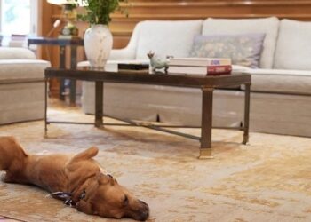 Ο Peanut είναι ο νέος τετράποδος ένοικος στο Μαξίμου