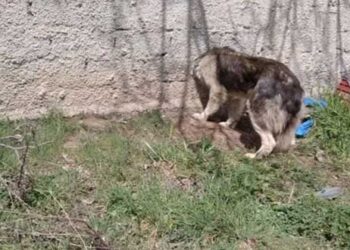 Καστοριά: Η Πυροσβεστική έσωσε σκύλο που σφήνωσε το κεφάλι του σε μαντρότοιχο