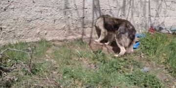 Καστοριά: Η Πυροσβεστική έσωσε σκύλο που σφήνωσε το κεφάλι του σε μαντρότοιχο