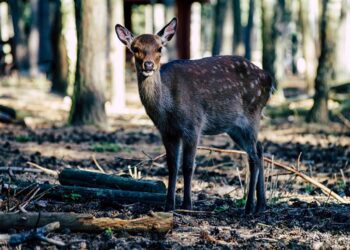 Καστοριά: Γέφυρα σωτηρίας για τη διάσωση τραυματισμένου ζαρκαδιού στο Νεστόριο