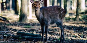Καστοριά: Γέφυρα σωτηρίας για τη διάσωση τραυματισμένου ζαρκαδιού στο Νεστόριο