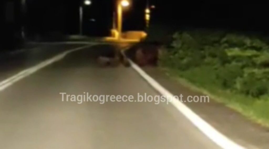 Καστοριά: Αρκούδα με τρία αρκουδάκια στην περιοχή της Πέτρας (Βίντεο)