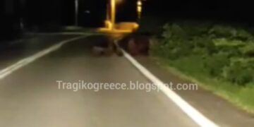 Καστοριά: Αρκούδα με τρία αρκουδάκια στην περιοχή της Πέτρας (Βίντεο)