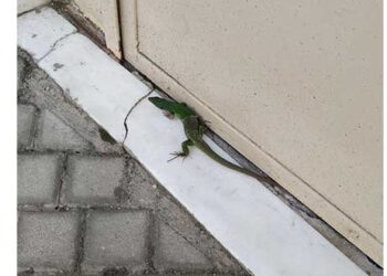 Ένα Ιγκουάνα πήγε για «ψώνια» στην αγορά Κοζάνης