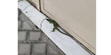 Ένα Ιγκουάνα πήγε για «ψώνια» στην αγορά Κοζάνης