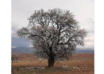 Το δέντρο της προσφυγιάς..  Γράφει ο Παναγιώτης Μωυσιάδης