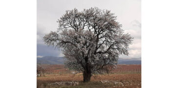 Το δέντρο της προσφυγιάς..  Γράφει ο Παναγιώτης Μωυσιάδης