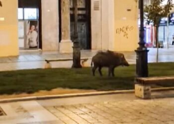 Θεσσαλονίκη: Απίστευτο θέαμα – Αγριογούρουνο έκοβε βόλτες στην πλατεία Αριστοτέλους