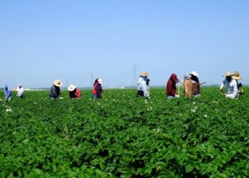 Επιστολή προς τον Υπ. Αγρ. Ανάπτυξης και τροφίμων Σ.Λιβανό των Συνεταιριστικών και Αγροτικών Συλλογικών Φορέων Π.Ε Καστοριάς & Π.Ε Φλώρινας, , σχετικά με το πρόβλημα εισόδου εργατών του πρωτογενούς τομέα