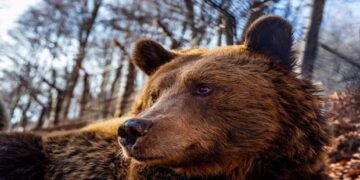 Αρκούδα με τρία αρκουδάκια εντοπίστηκαν στην περιοχή «Τσακάλια» Γρεβενών