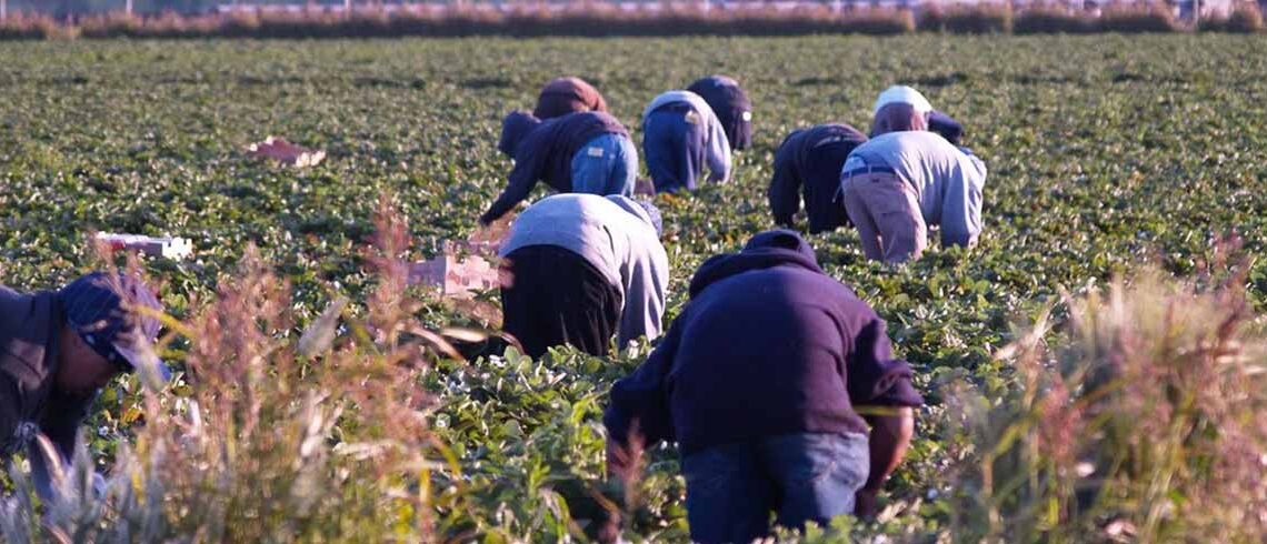Τα κλειστά σύνορα αφήνουν χωρίς εργάτες τον πρωτογενή τομέα- Τεράστιο πρόβλημα στη Δυτική Μακεδονία- Σύσκεψη την Τετάρτη στη Φλώρινα