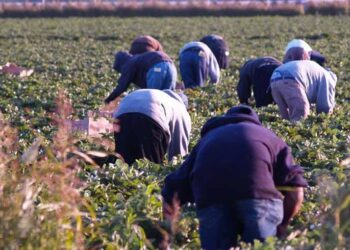 Τα κλειστά σύνορα αφήνουν χωρίς εργάτες τον πρωτογενή τομέα- Τεράστιο πρόβλημα στη Δυτική Μακεδονία- Σύσκεψη την Τετάρτη στη Φλώρινα