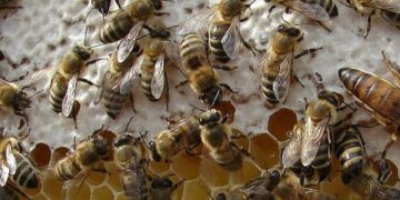 Μελισσοκομικός Σύλλογος Ν. Κοζάνης: 20 Μαΐου Παγκόσμια Μέρα Μέλισσας  